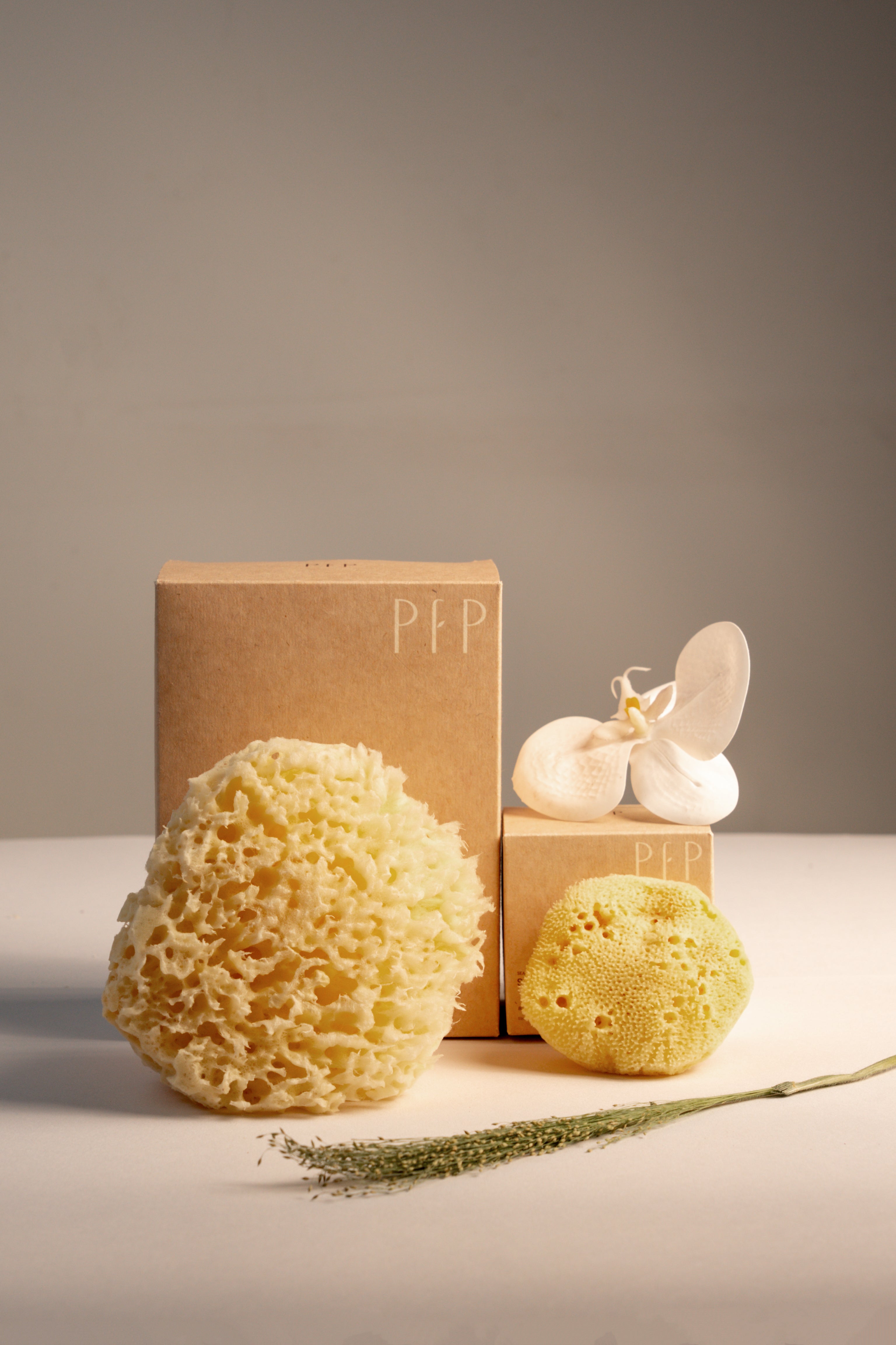Natural Sea Sponge Set | Honeycomb Body & Silk Facial Sponges
