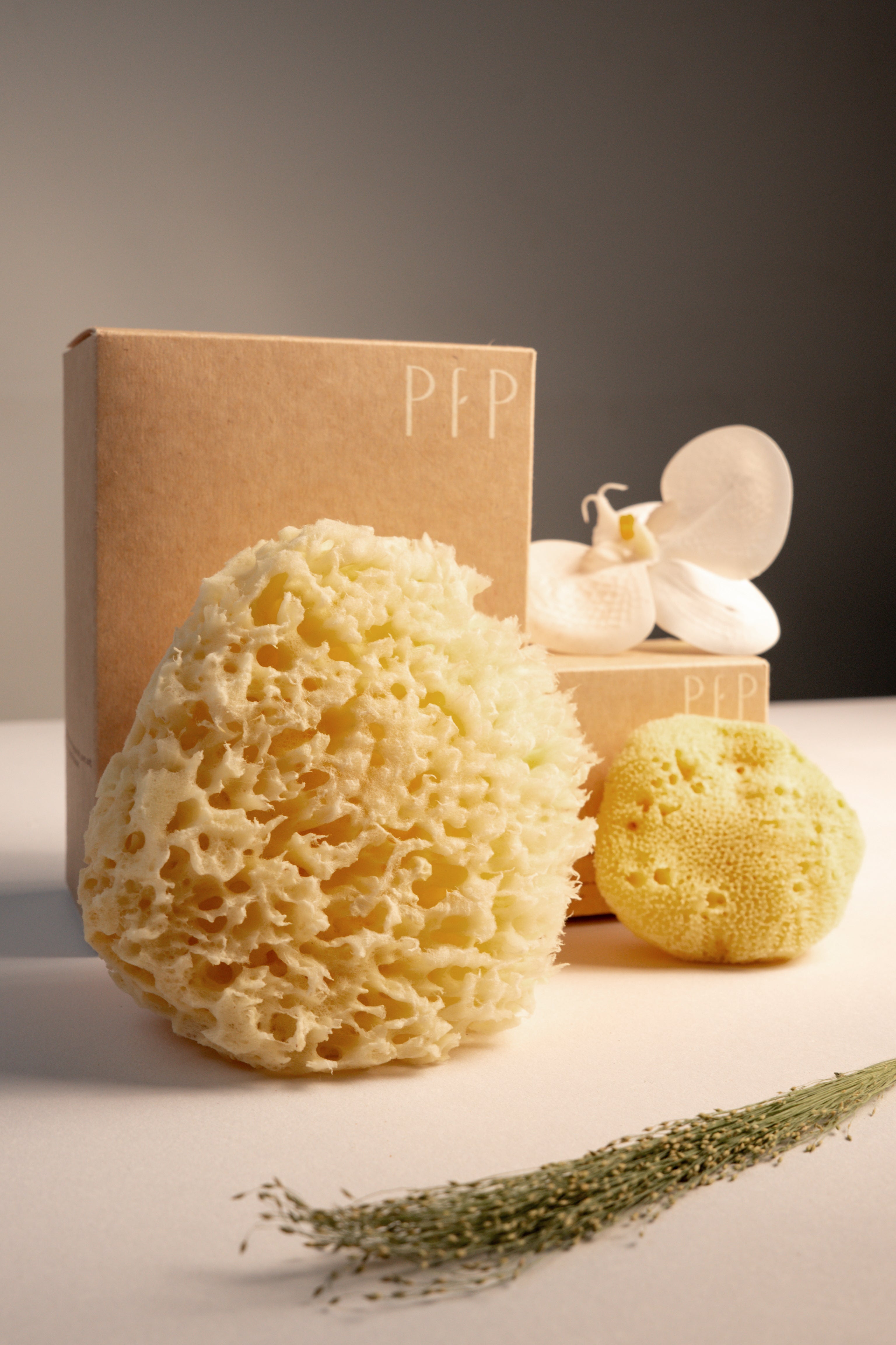 Natural Sea Sponge Set | Honeycomb Body & Silk Facial Sponges