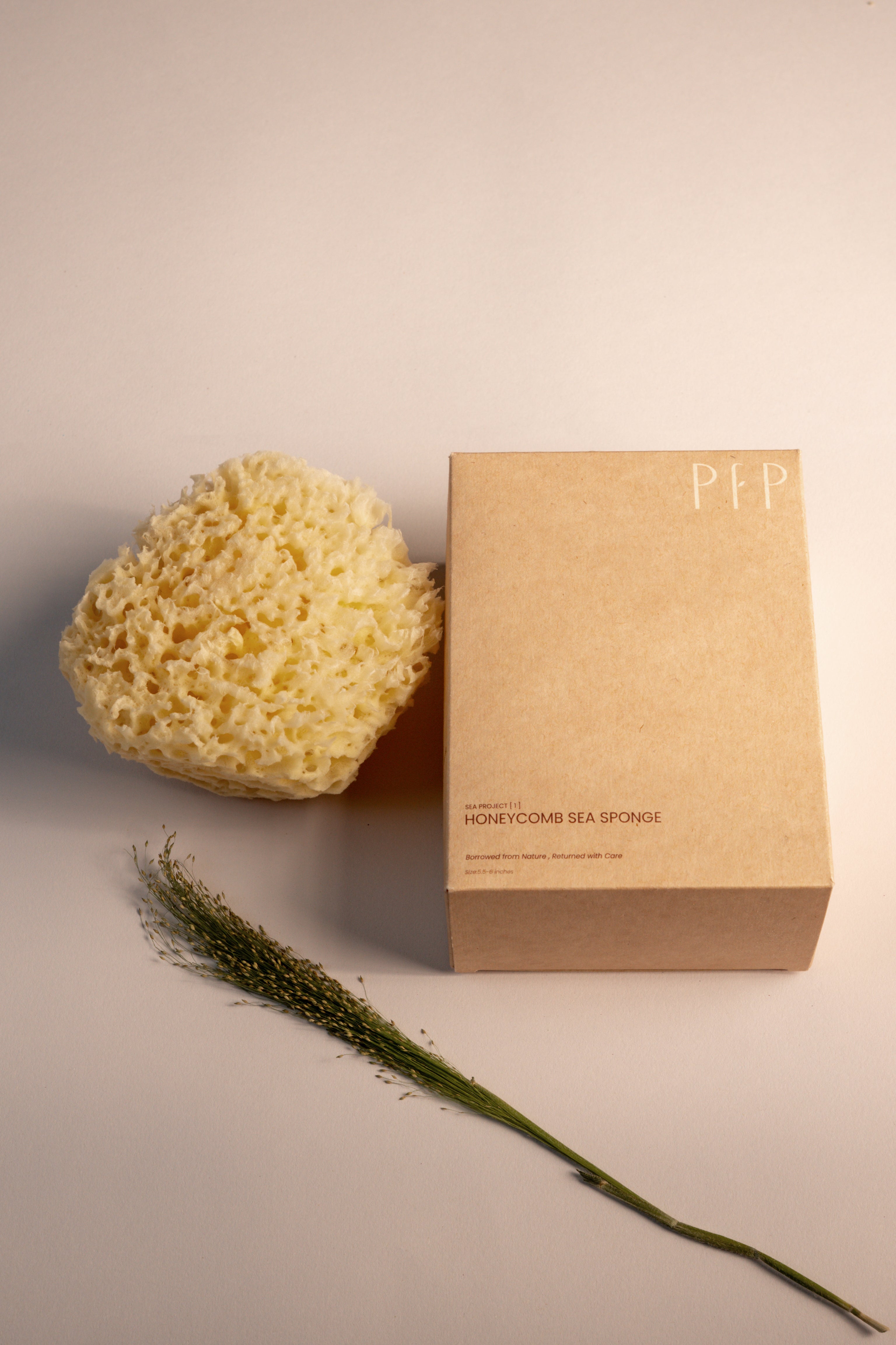 Greek Honeycomb Sea Sponge - Planet Fix Project