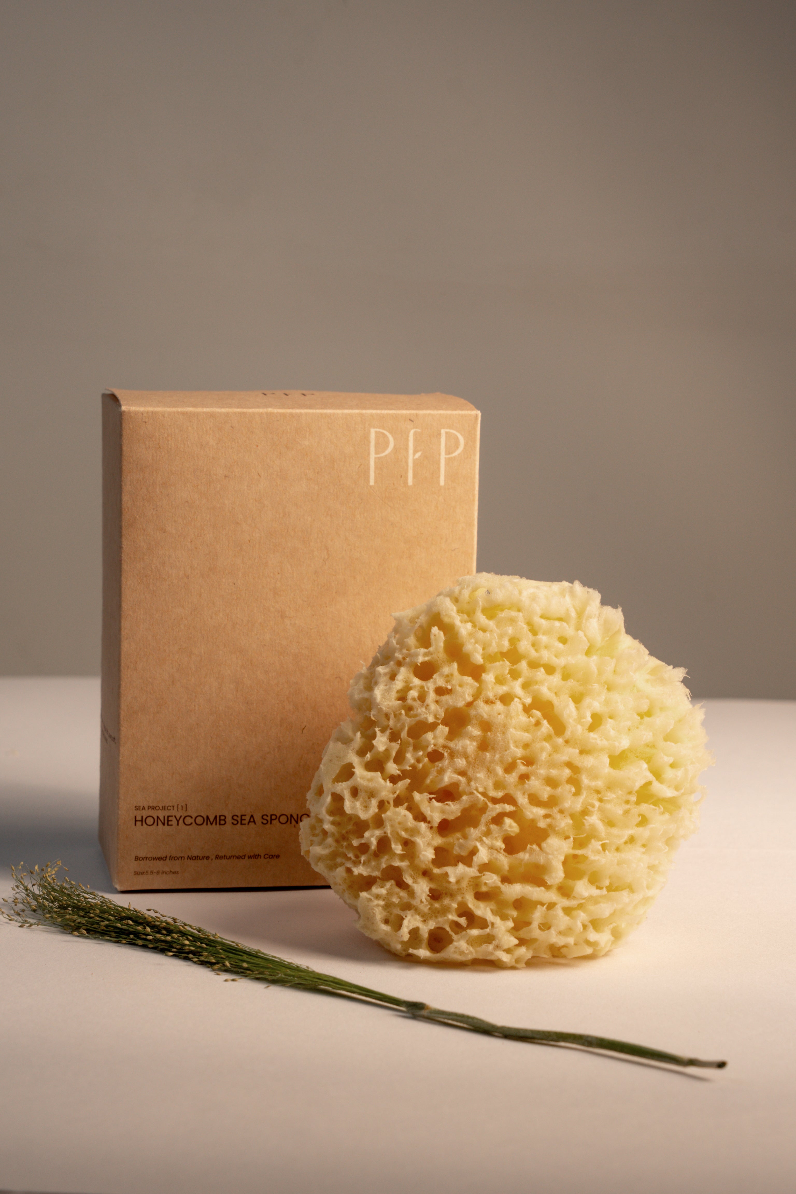 Greek Honeycomb Sea Sponge - Planet Fix Project