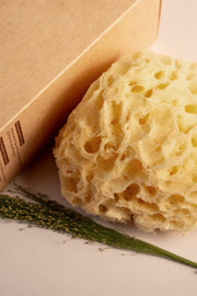 Greek Honeycomb Sea Sponge - Planet Fix Project