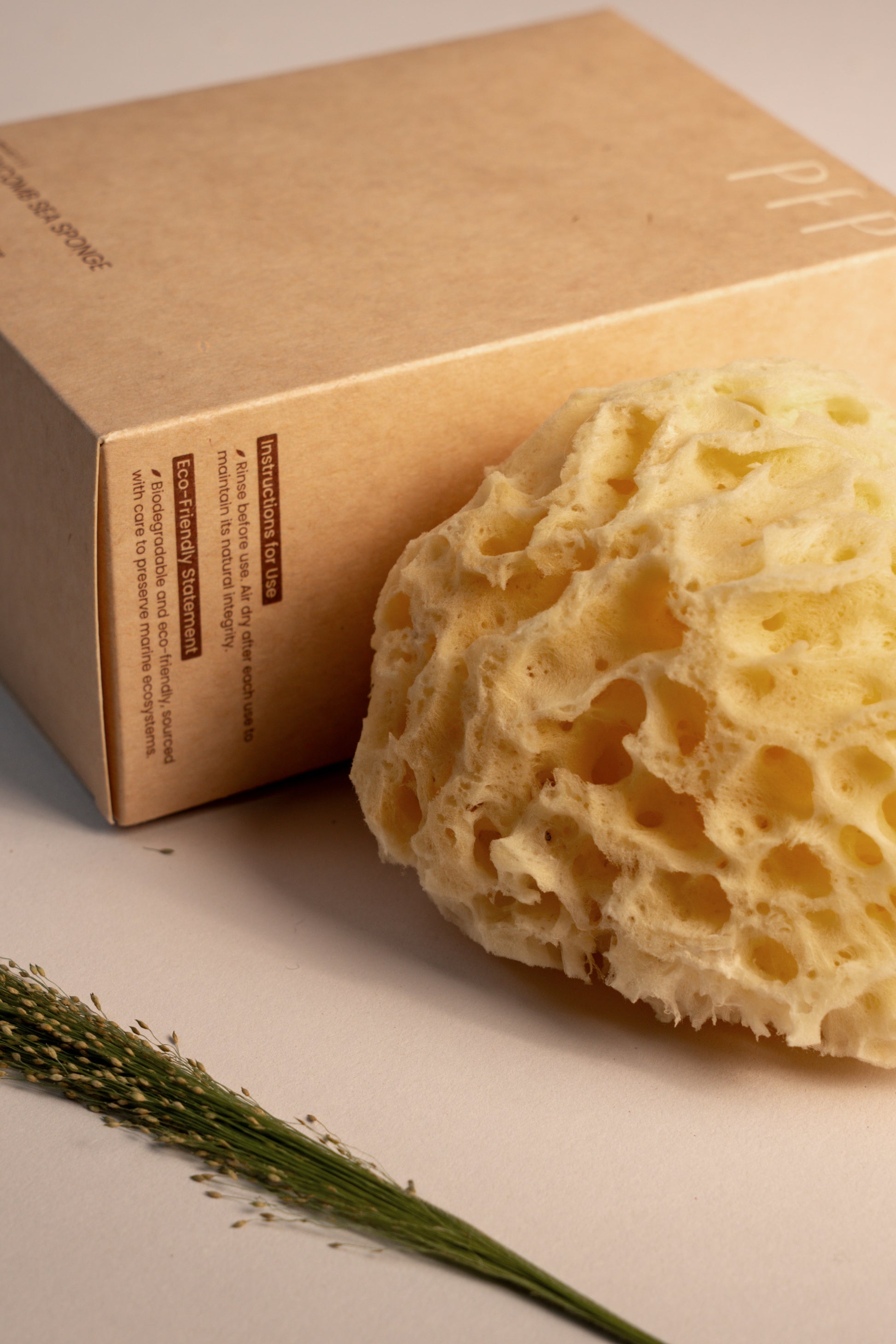 Greek Honeycomb Sea Sponge - Planet Fix Project