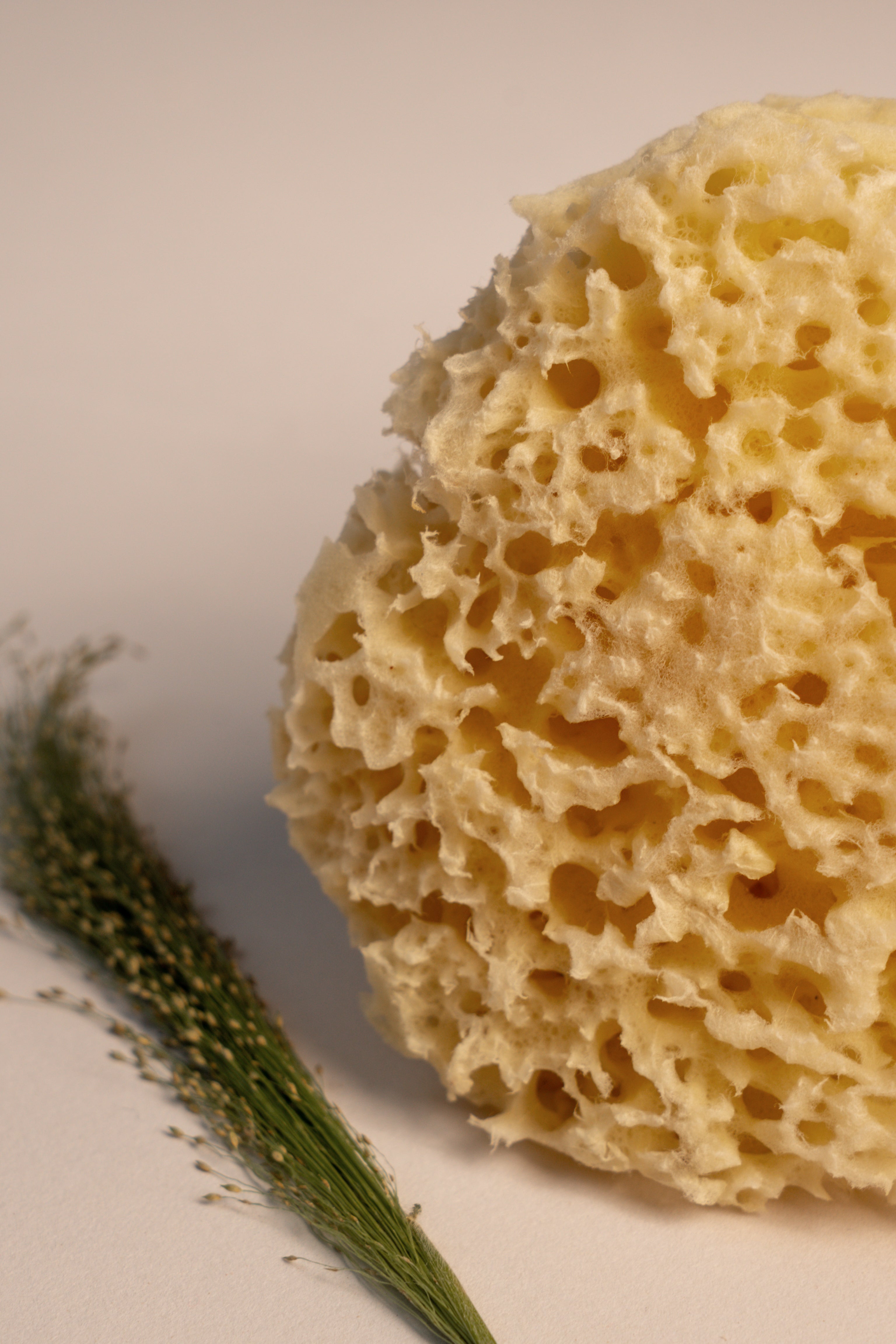 Greek Honeycomb Sea Sponge - Planet Fix Project