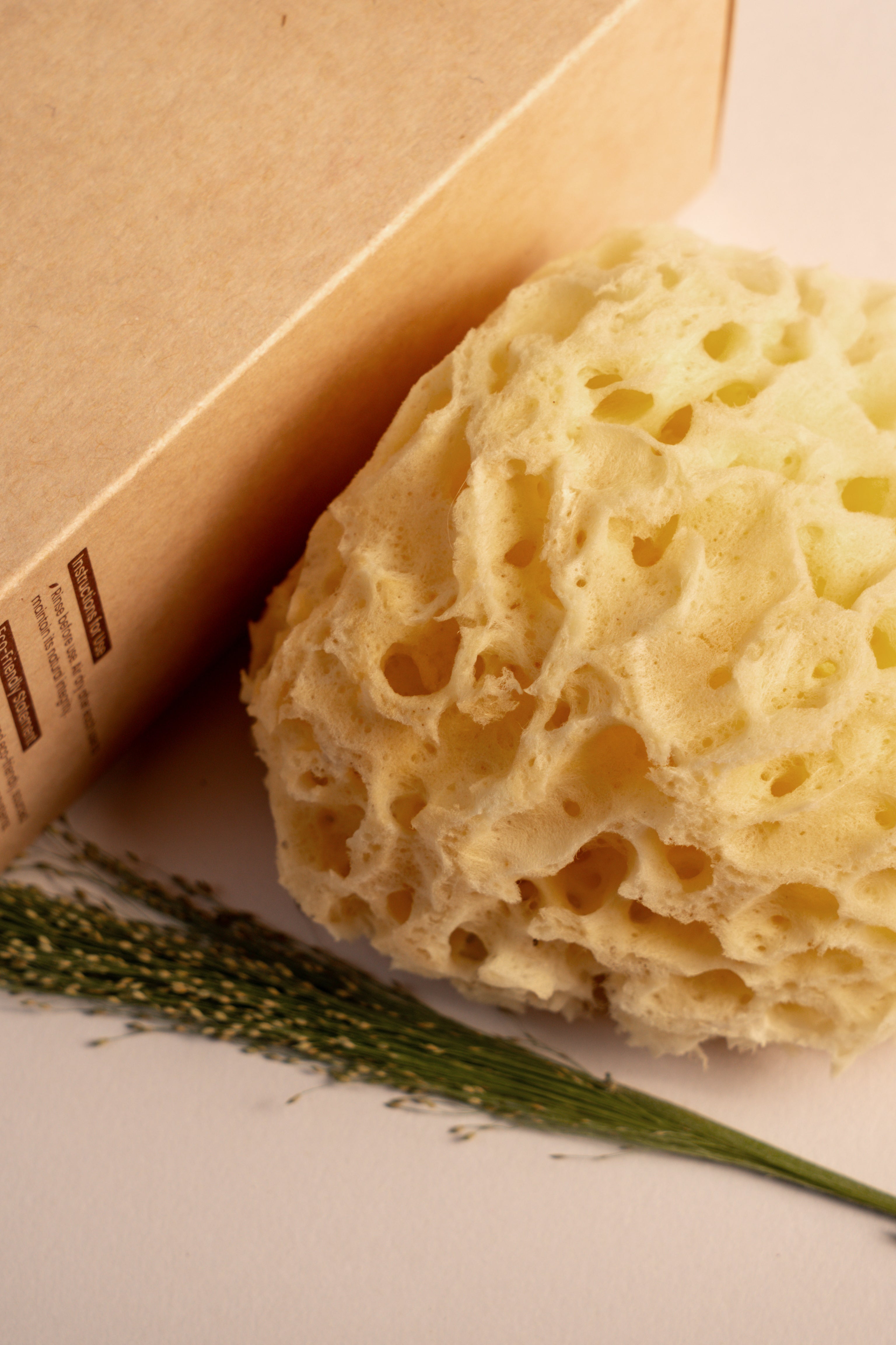Greek Honeycomb Sea Sponge - Planet Fix Project