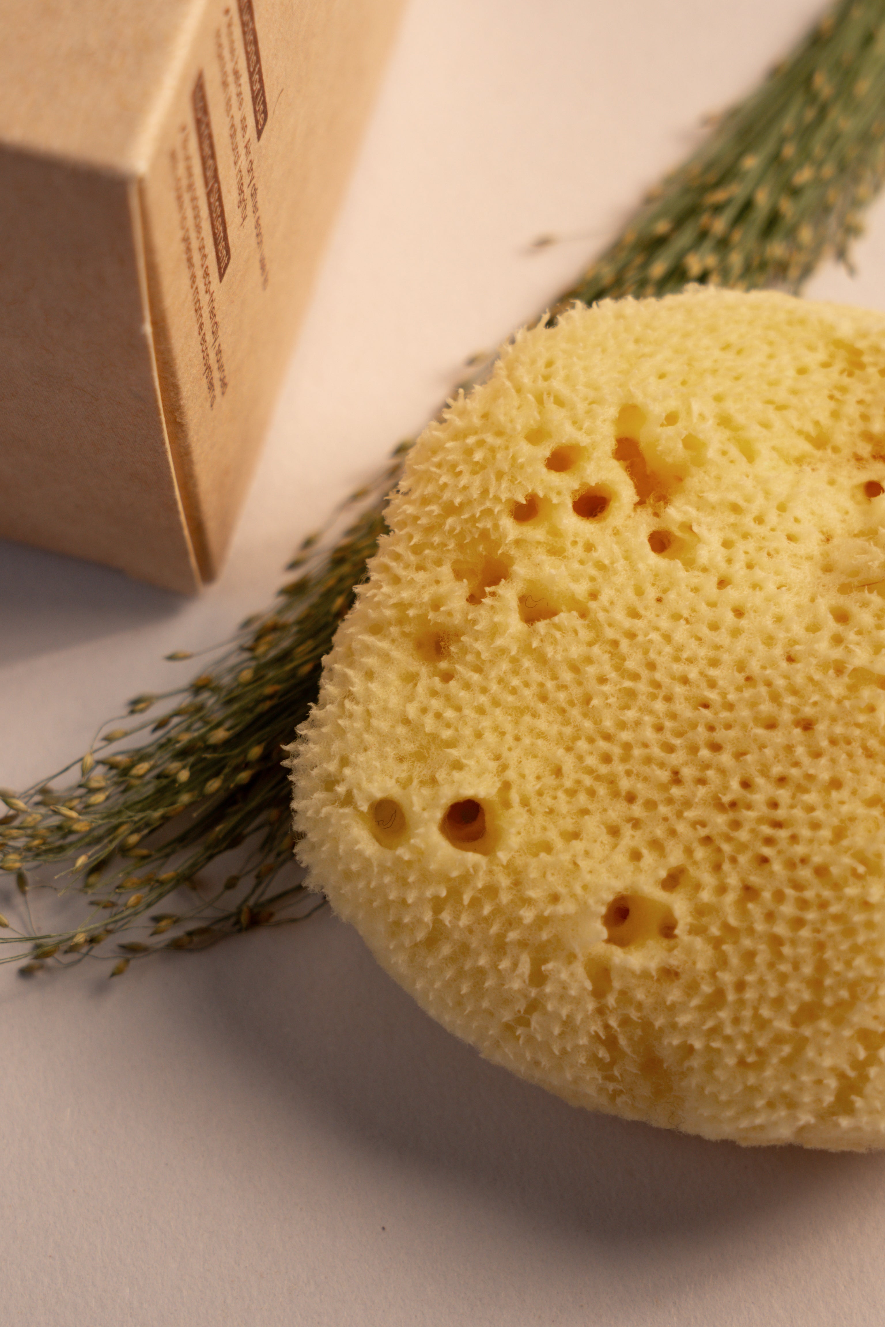 Greek Fine Silk Sea Sponge - Planet Fix Project