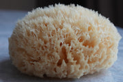 Honeycomb Sea Sponge