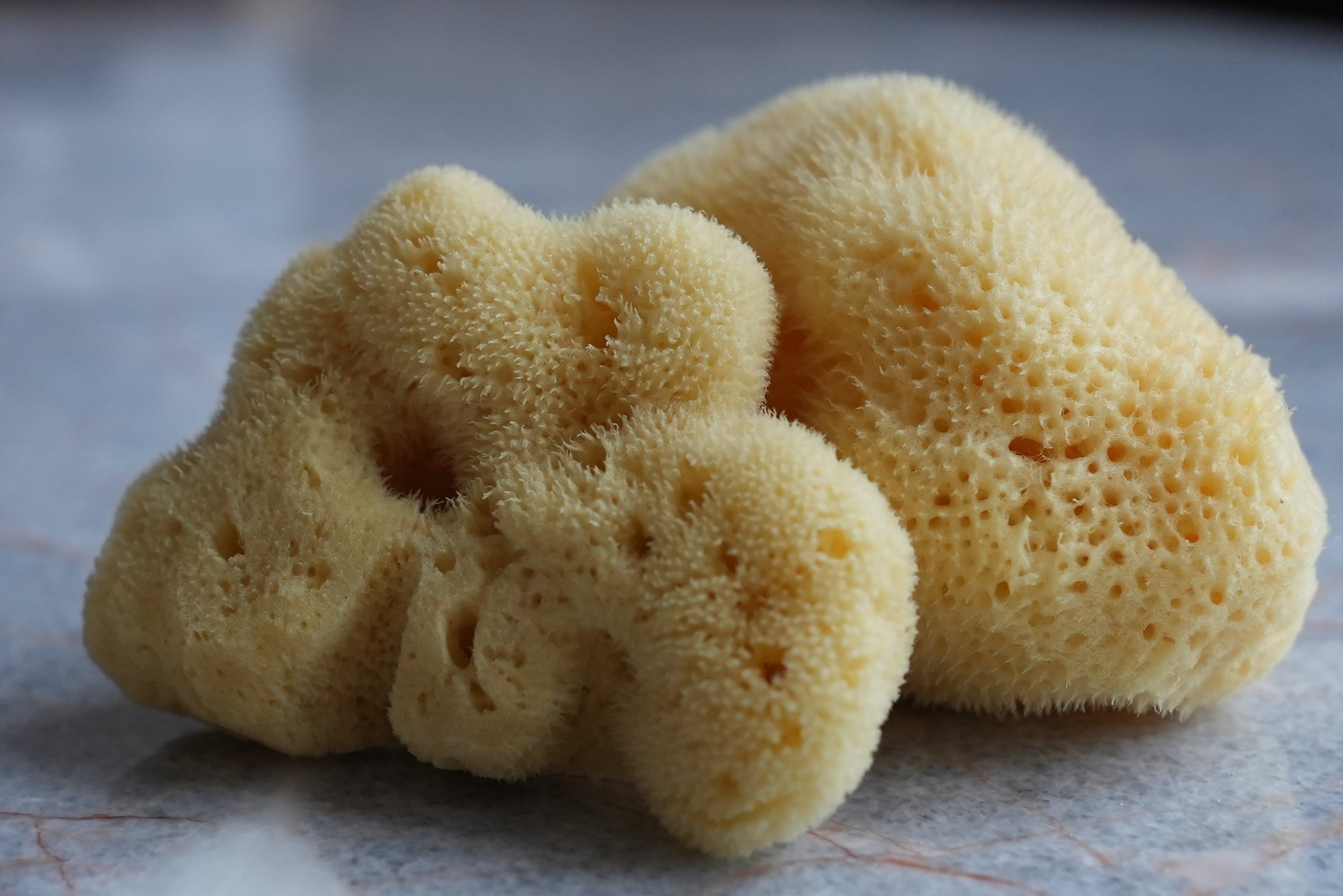 Silk Sea Sponge