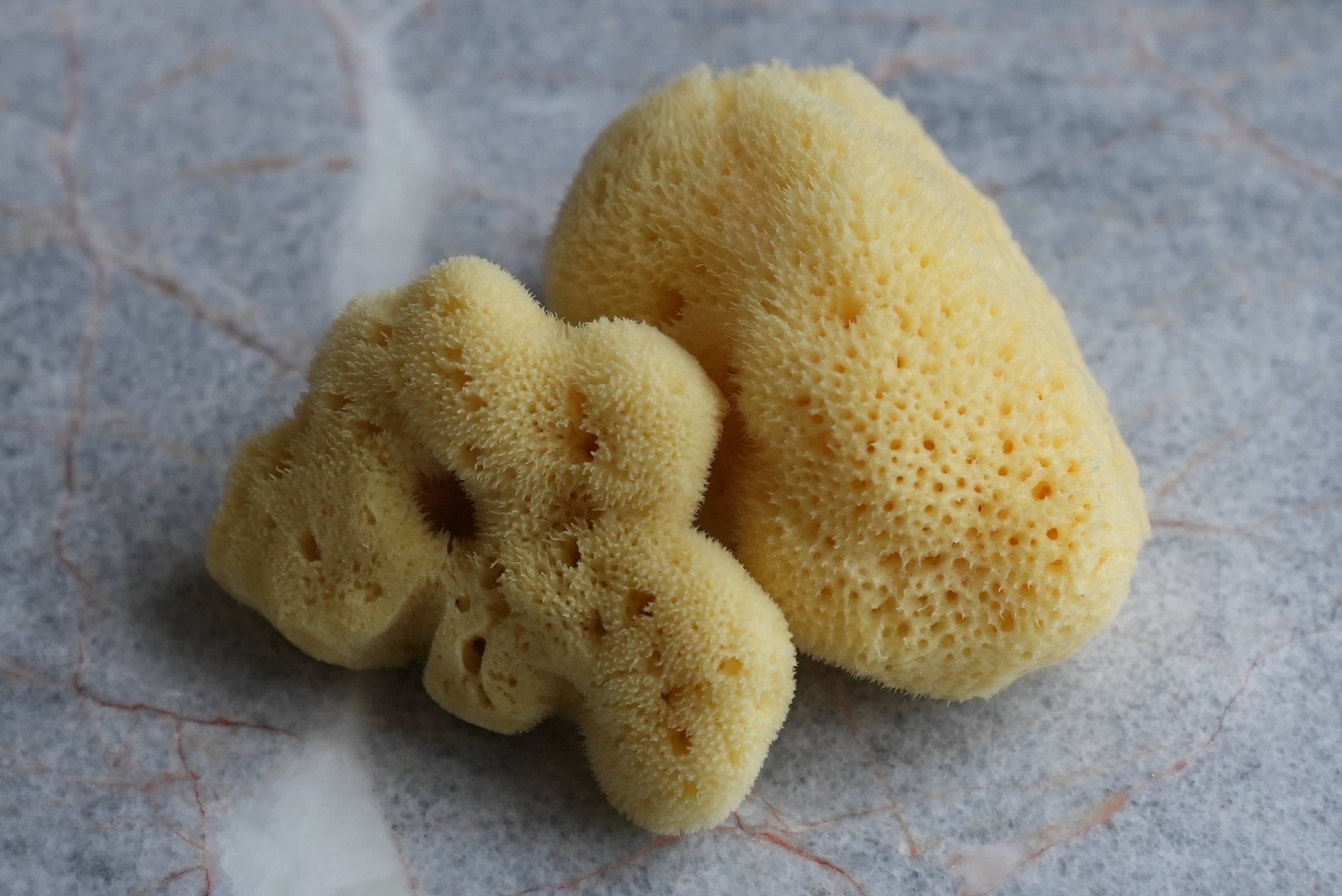 Silk Sea Sponge