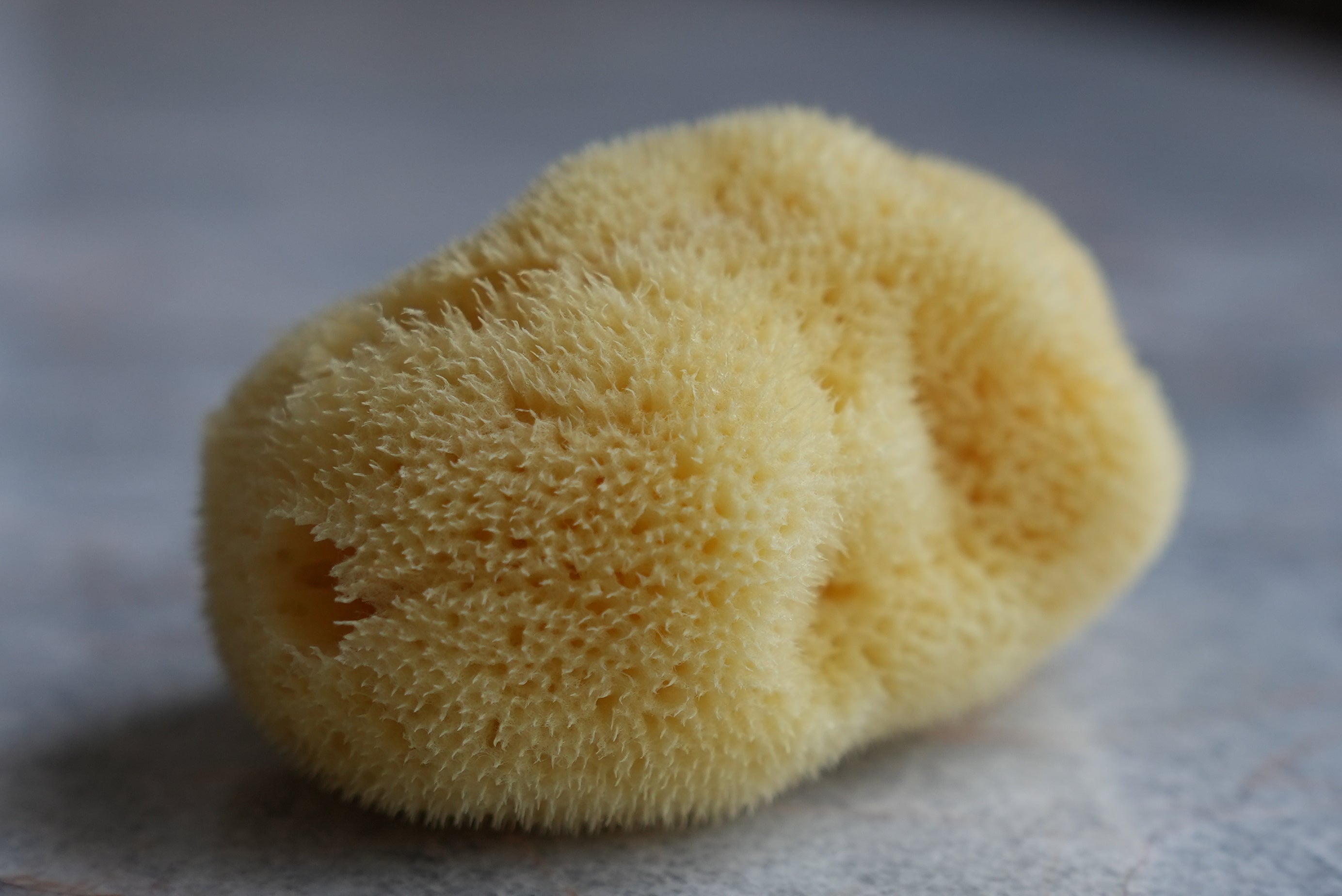 Silk Sea Sponge