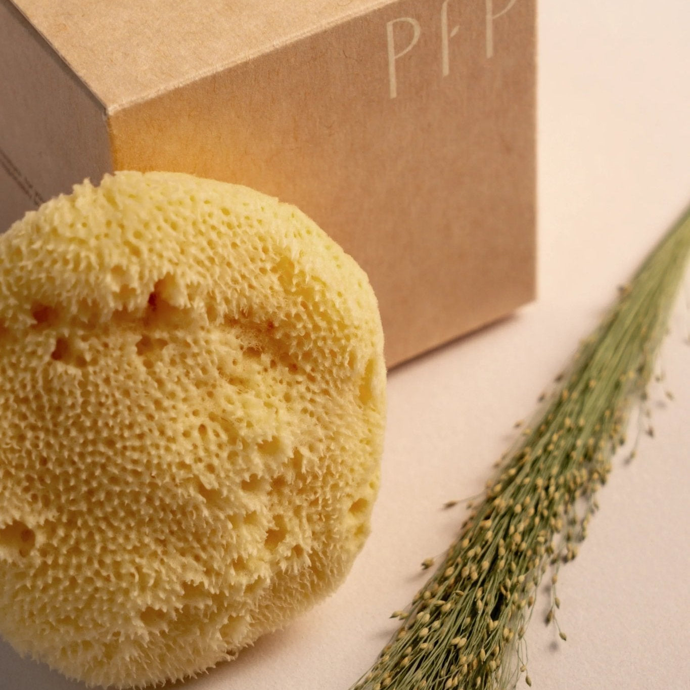 Greek Fine Silk Sea Sponge - Planet Fix Project