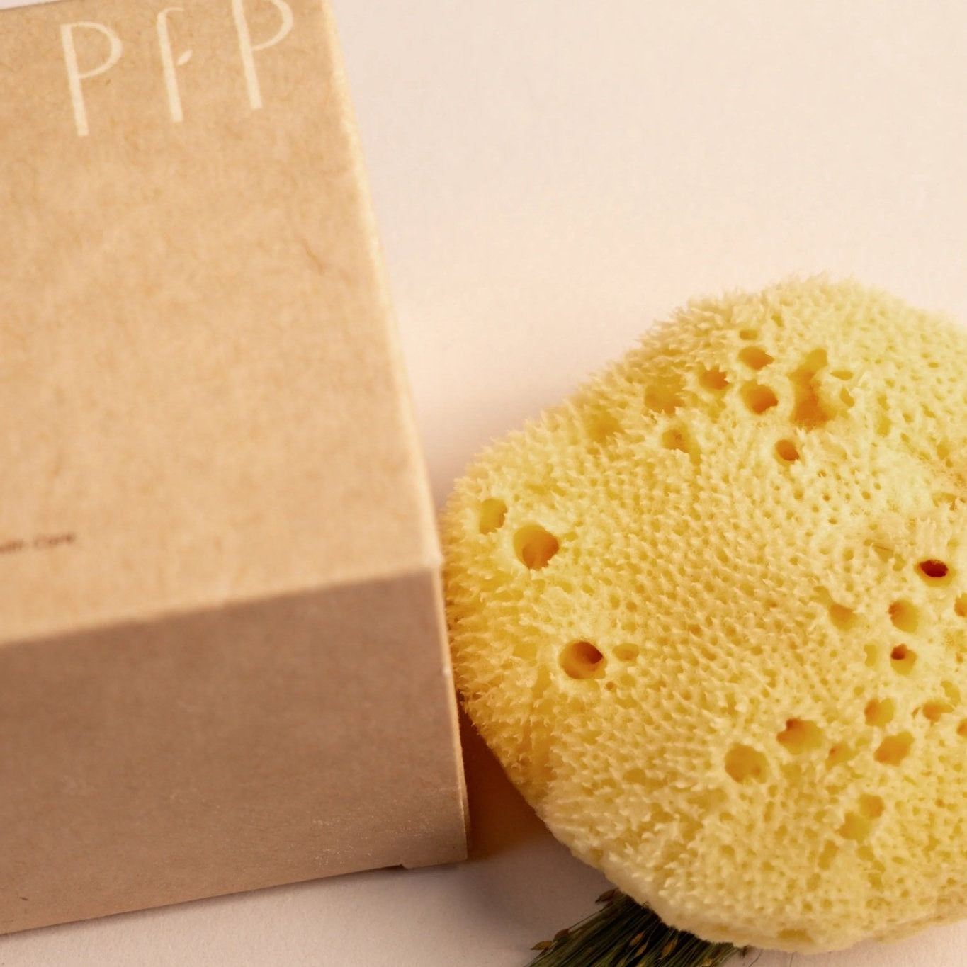 Greek Fine Silk Sea Sponge - Planet Fix Project