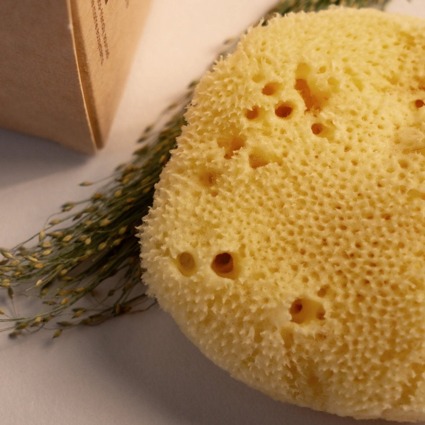 Greek Fine Silk Sea Sponge - Planet Fix Project
