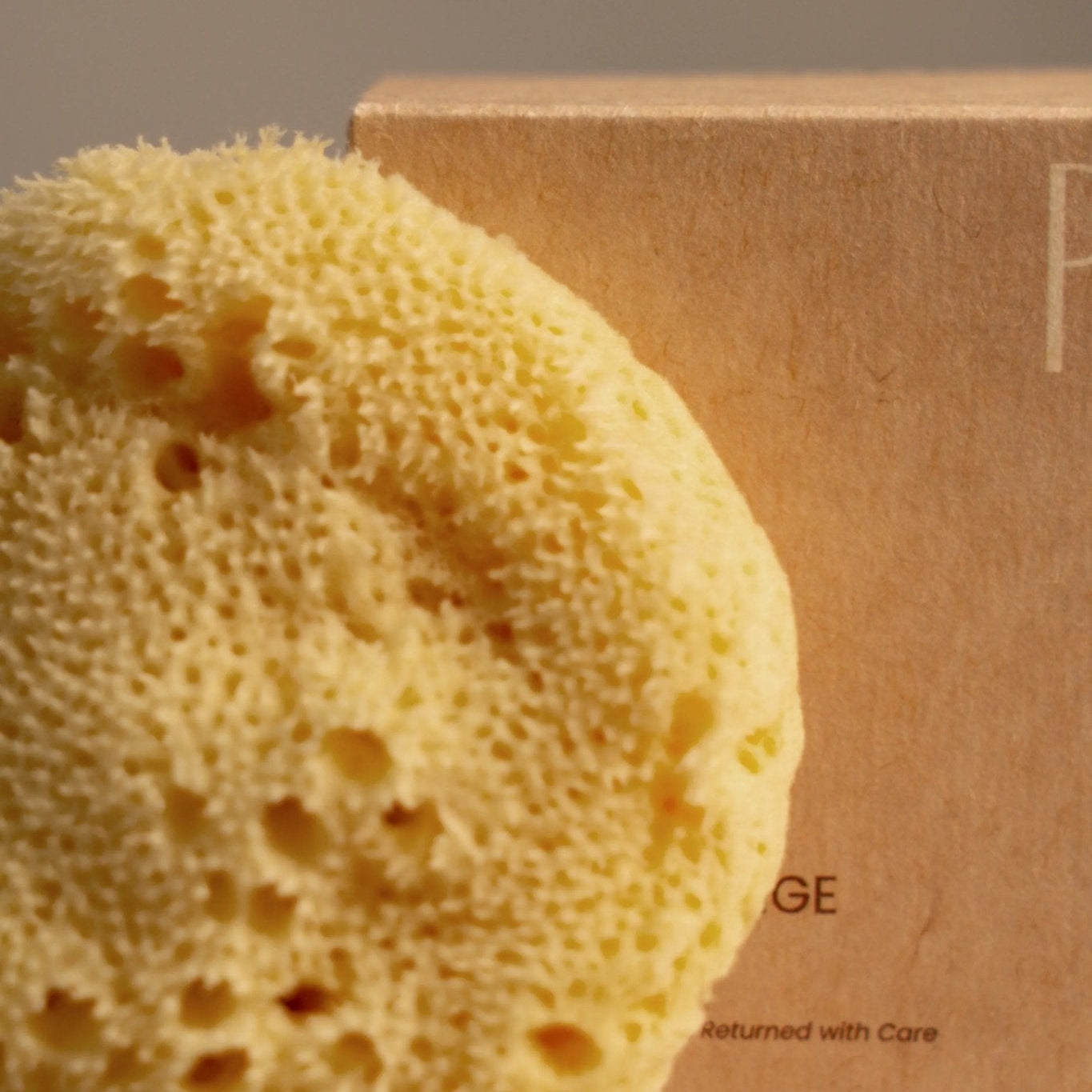Greek Fine Silk Sea Sponge - Planet Fix Project