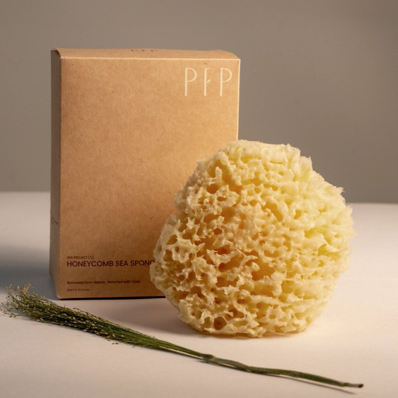 Greek Honeycomb Sea Sponge - Planet Fix Project