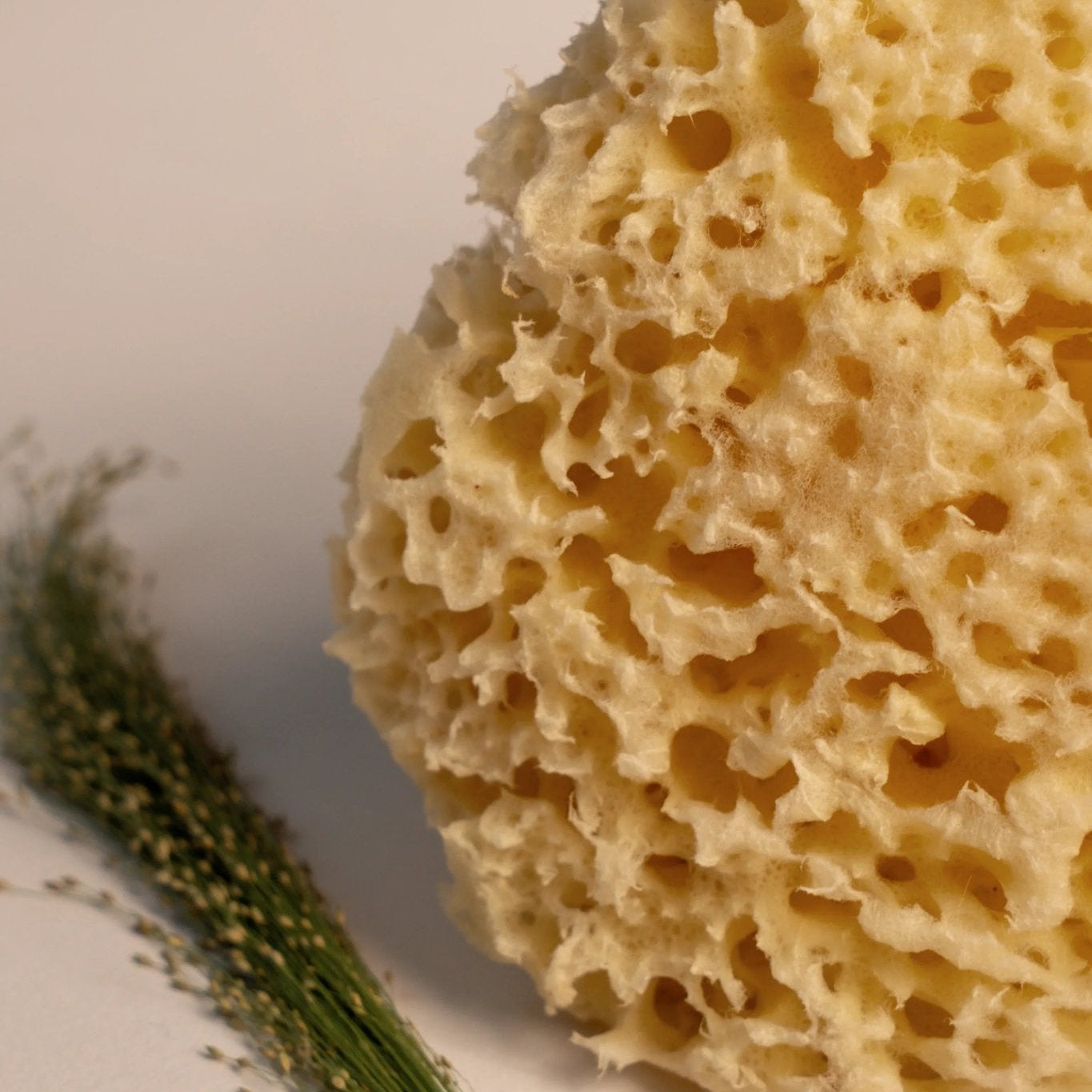 Greek Honeycomb Sea Sponge - Planet Fix Project