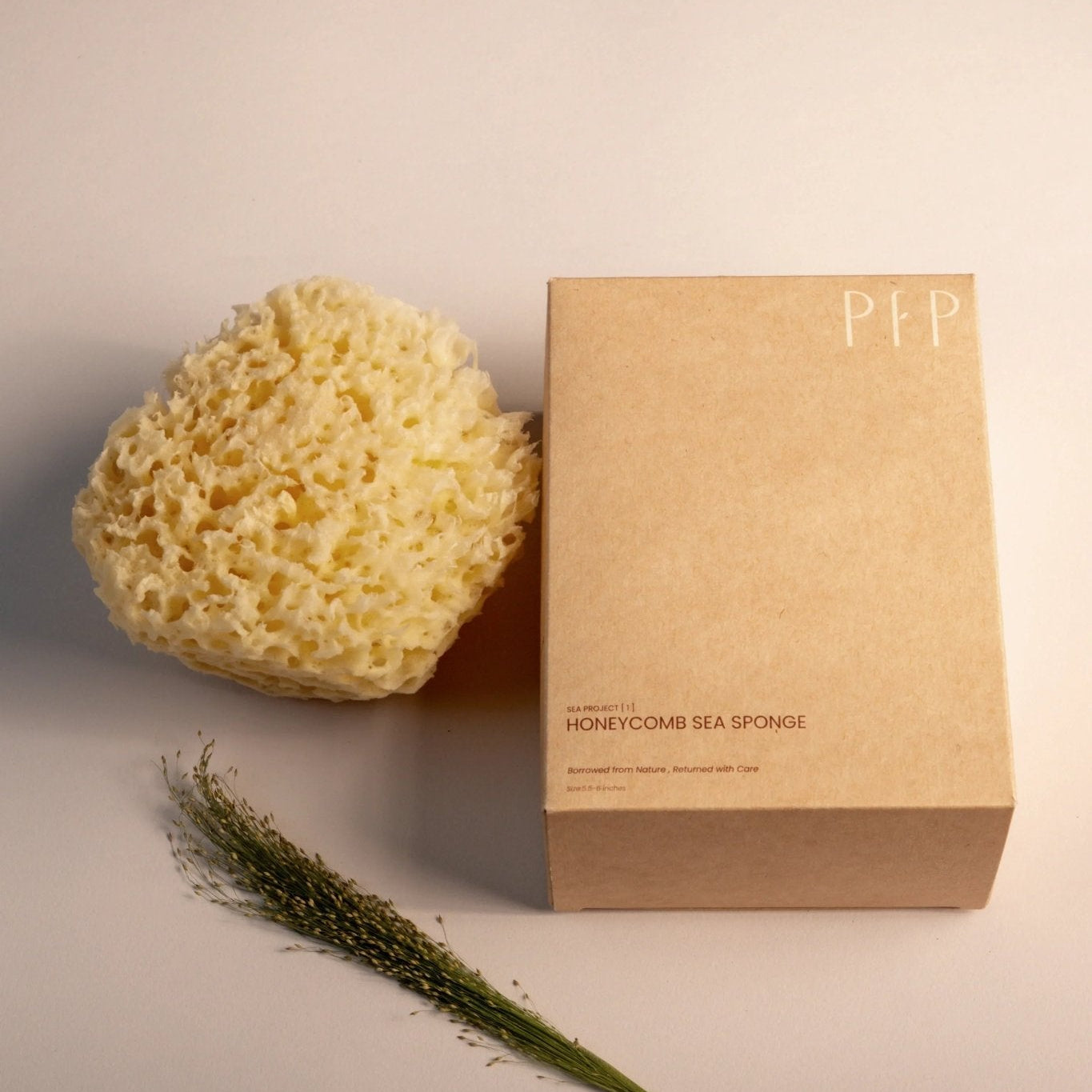 Greek Honeycomb Sea Sponge - Planet Fix Project