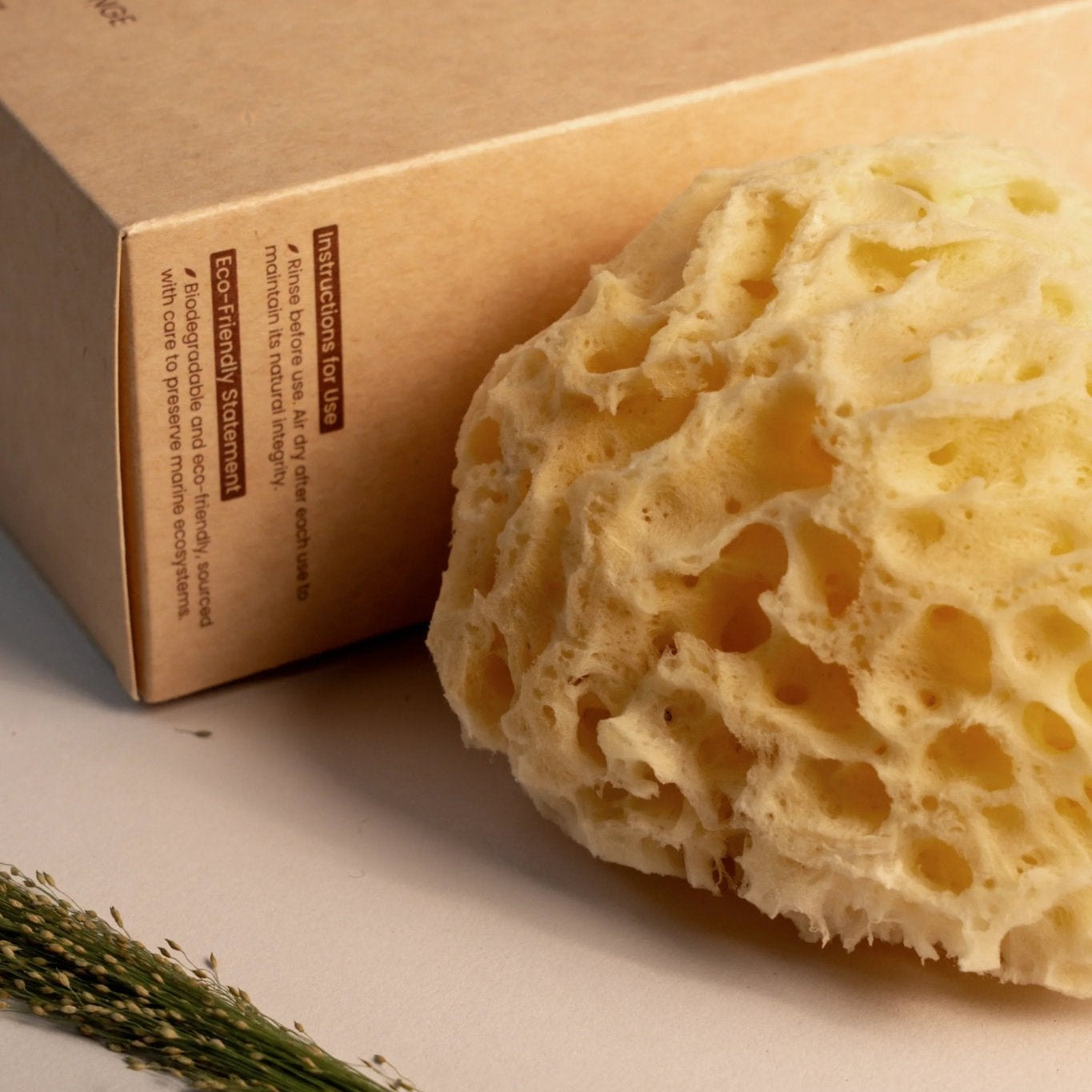 Greek Honeycomb Sea Sponge - Planet Fix Project