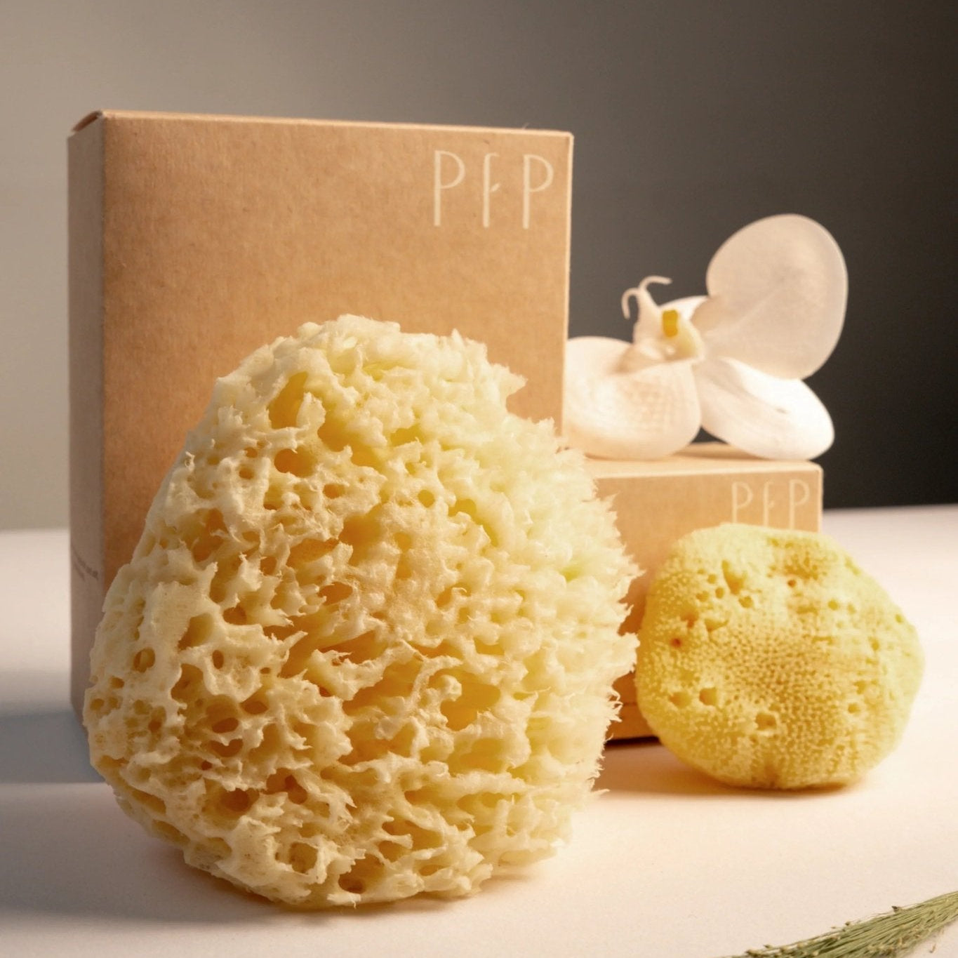 Natural Sea Sponge Set | Honeycomb Body & Silk Facial Sponges - Planet Fix Project