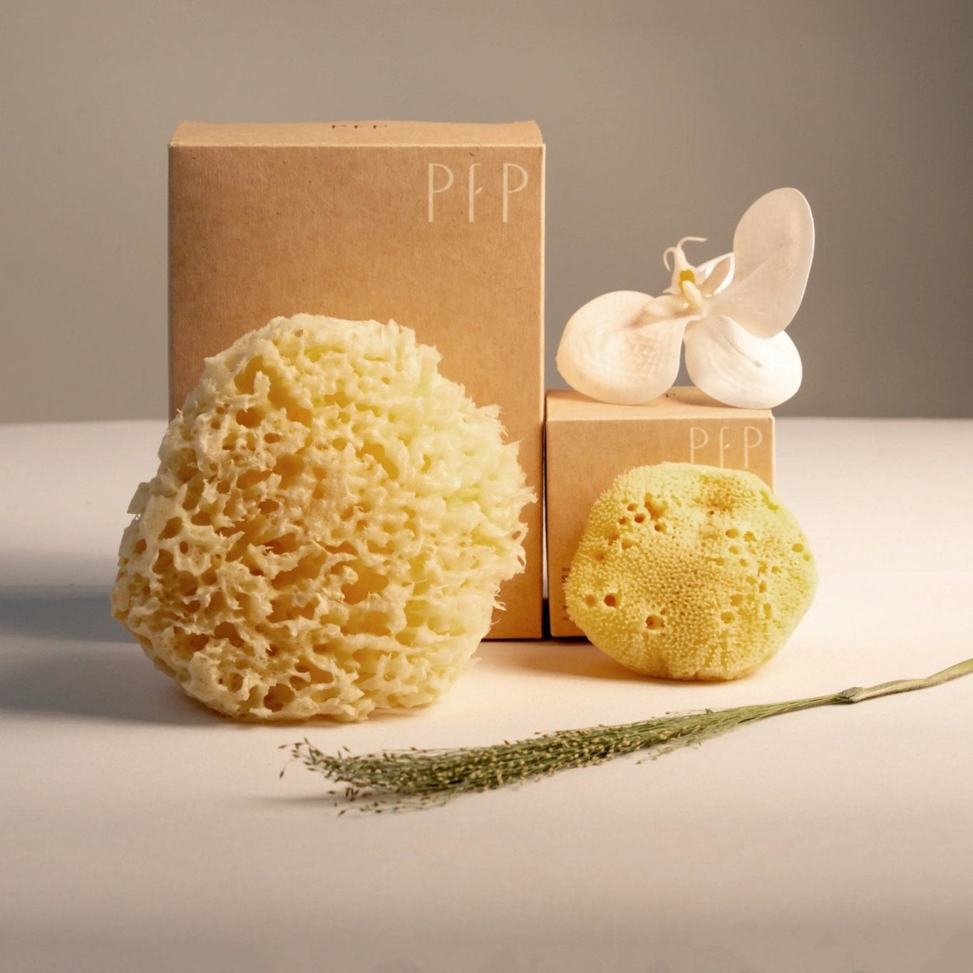 Natural Sea Sponge Set | Honeycomb Body & Silk Facial Sponges - Planet Fix Project