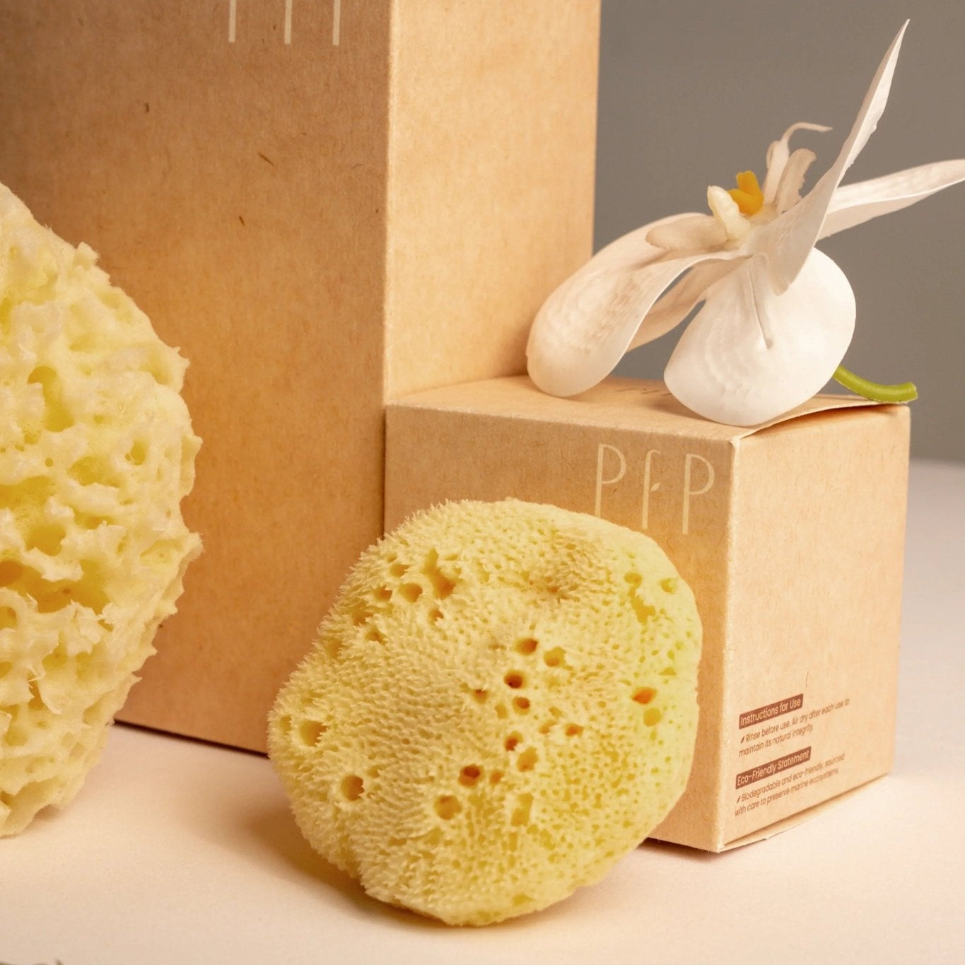 Natural Sea Sponge Set | Honeycomb Body & Silk Facial Sponges - Planet Fix Project